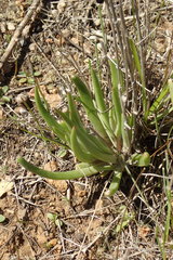 Dudleya multicaulis