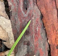 Scleria mackaviensis