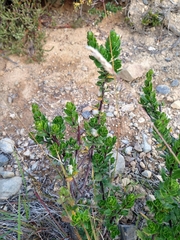 Baccharis patagonica