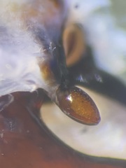 Pterostichus isabellae