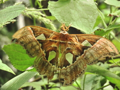 Rothschildia speculifer