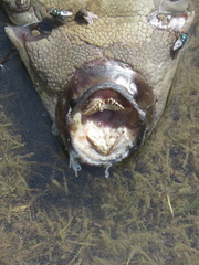 Hypostomus commersoni