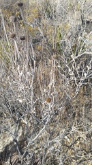 Calanticaria greggii