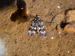 Hierodoris polita