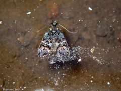 Hierodoris polita