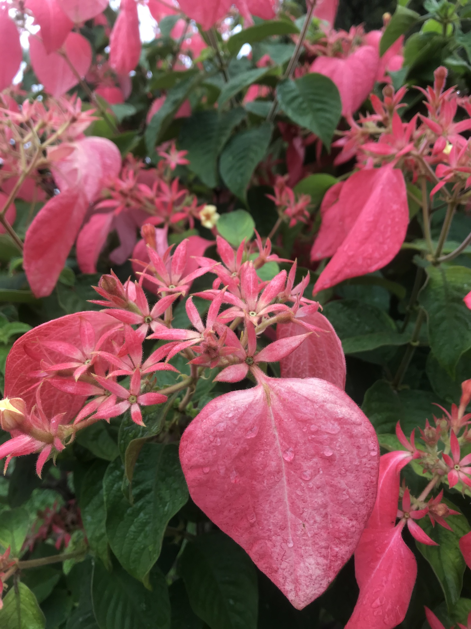 Mussaenda erythrophylla