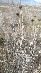 Calanticaria greggii