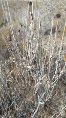 Calanticaria greggii