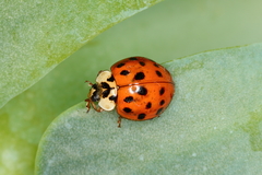 Harmonia axyridis