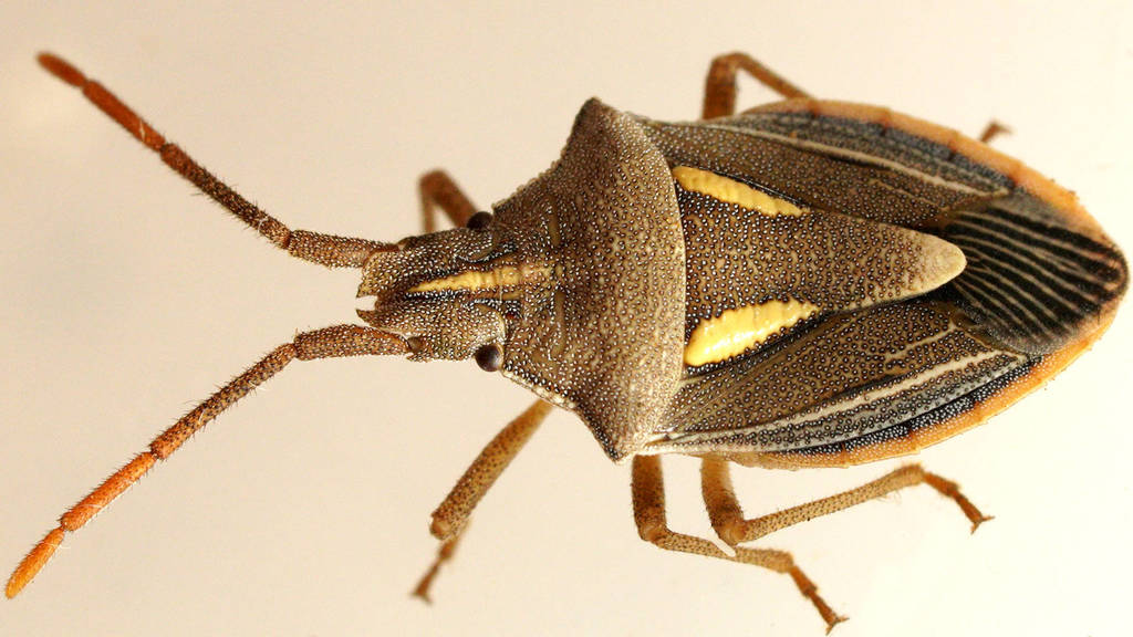 Poecilotoma