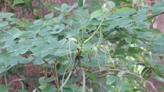 Bauhinia pauletia