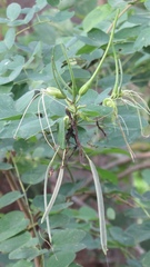 Bauhinia pauletia