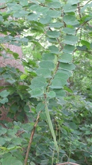 Bauhinia pauletia