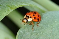 Harmonia axyridis