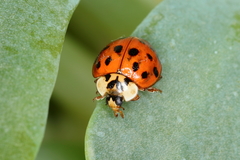 Harmonia axyridis