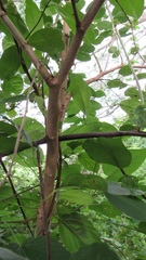 Bauhinia pauletia