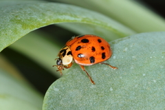 Harmonia axyridis