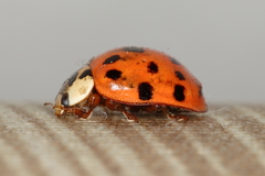 Harmonia axyridis