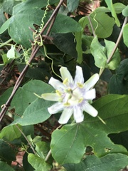 Passiflora tenuifila