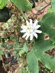 Passiflora tenuifila