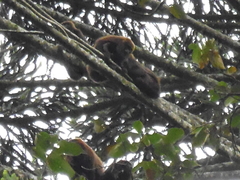 Alouatta guariba