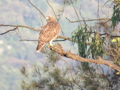 Buteo jamaicensis
