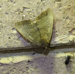 Achaea eusciasta