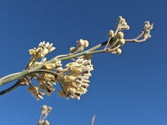 Asclepias albicans × subulata