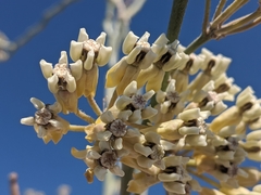 Asclepias albicans × subulata