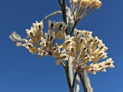 Asclepias albicans × subulata