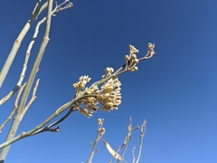 Asclepias albicans × subulata