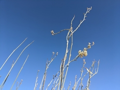 Asclepias albicans × subulata