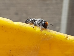 Megachile aurifrons