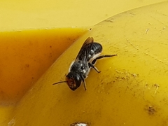 Megachile aurifrons
