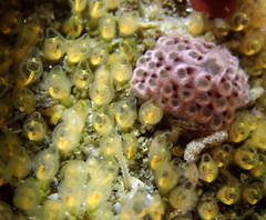 Pycnoclavella stanleyi