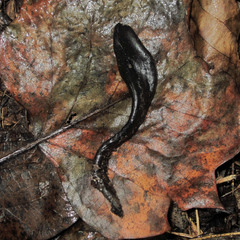 Geoglossum difforme