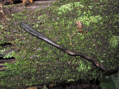 Geoglossum difforme