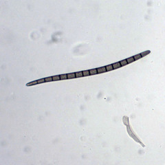 Geoglossum difforme