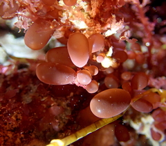 Botryocladia pseudodichotoma