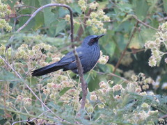 Melanotis caerulescens