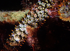 Astrometis sertulifera