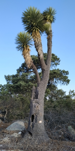 Image of Yucca decipiens by (c) Tereso Hernández Morales, some rights reserved (CC BY)