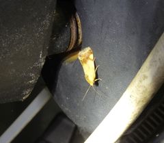 Acontia thapsina