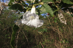 Tabebuia calcicola