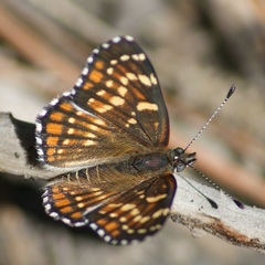 Chlosyne cyneas