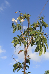 Tabebuia calcicola