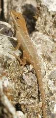 Anolis nebuloides