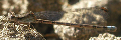 Argia extranea
