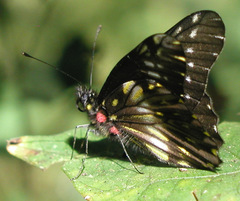 Catasticta flisa flisa