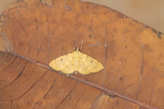 Lygropia